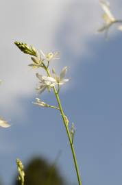 Fotografia da espécie Anthericum liliago