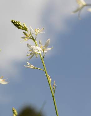 Fotografia 6 da espécie Anthericum liliago no Jardim Botânico UTAD