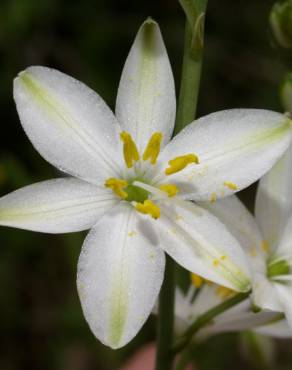 Fotografia 7 da espécie Anthericum liliago no Jardim Botânico UTAD