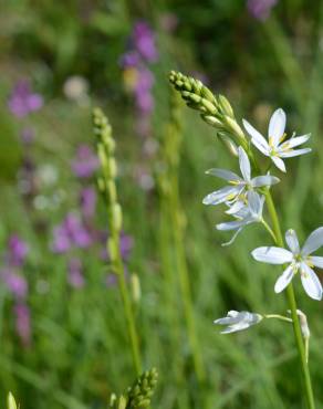 Fotografia 8 da espécie Anthericum liliago no Jardim Botânico UTAD