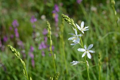 Fotografia da espécie Anthericum liliago