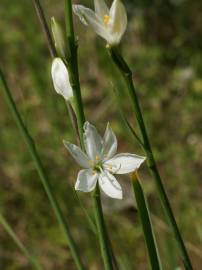 Fotografia da espécie Anthericum liliago