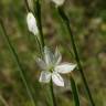 Fotografia 9 da espécie Anthericum liliago do Jardim Botânico UTAD