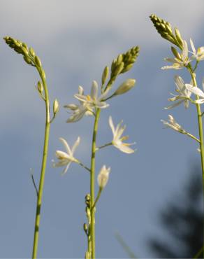 Fotografia 10 da espécie Anthericum liliago no Jardim Botânico UTAD