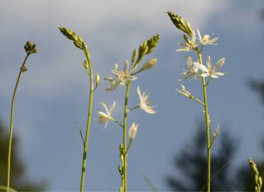 Fotografia da espécie Anthericum liliago