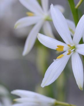 Fotografia 11 da espécie Anthericum liliago no Jardim Botânico UTAD