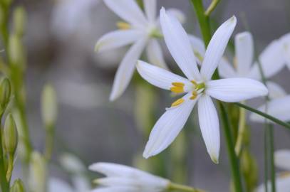 Fotografia da espécie Anthericum liliago