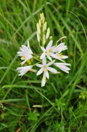 Fotografia da espécie Anthericum liliago