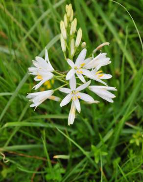 Fotografia 12 da espécie Anthericum liliago no Jardim Botânico UTAD