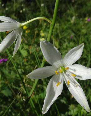 Fotografia 13 da espécie Anthericum liliago no Jardim Botânico UTAD