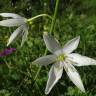 Fotografia 13 da espécie Anthericum liliago do Jardim Botânico UTAD