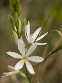 Fotografia da espécie Anthericum liliago