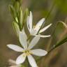 Fotografia 14 da espécie Anthericum liliago do Jardim Botânico UTAD