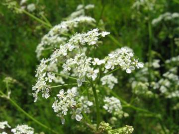 Fotografia da espécie Anthriscus sylvestris