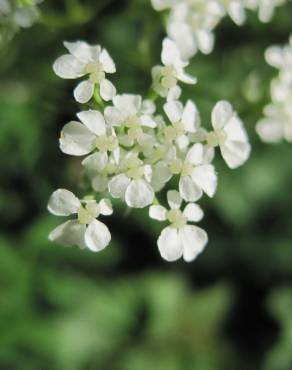 Fotografia 9 da espécie Anthriscus sylvestris no Jardim Botânico UTAD