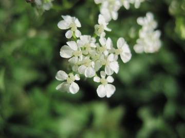 Fotografia da espécie Anthriscus sylvestris