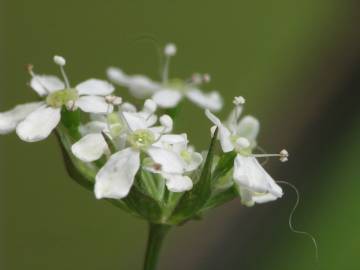 Fotografia da espécie Anthriscus sylvestris