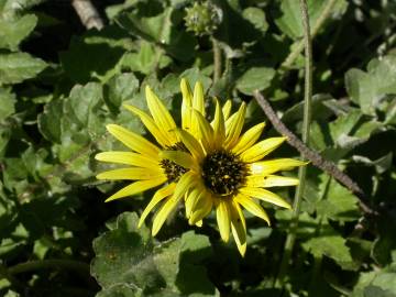 Fotografia da espécie Arctotheca calendula