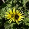 Fotografia 10 da espécie Arctotheca calendula do Jardim Botânico UTAD