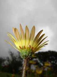 Fotografia da espécie Arctotheca calendula