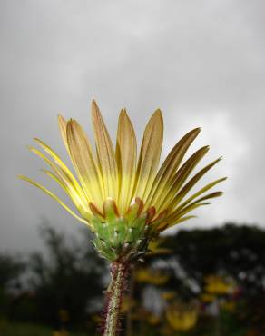 Fotografia 11 da espécie Arctotheca calendula no Jardim Botânico UTAD