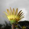 Fotografia 11 da espécie Arctotheca calendula do Jardim Botânico UTAD