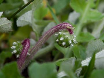 Fotografia da espécie Arctotheca calendula