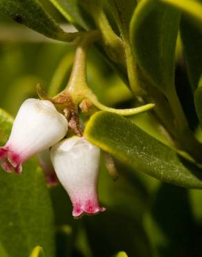 Fotografia 6 da espécie Arctostaphylos uva-ursi no Jardim Botânico UTAD