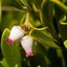 Fotografia 6 da espécie Arctostaphylos uva-ursi do Jardim Botânico UTAD