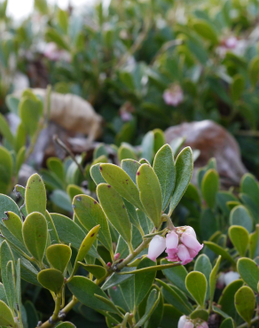 Fotografia 7 da espécie Arctostaphylos uva-ursi no Jardim Botânico UTAD