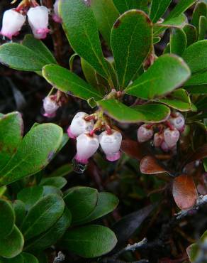 Fotografia 8 da espécie Arctostaphylos uva-ursi no Jardim Botânico UTAD