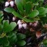 Fotografia 8 da espécie Arctostaphylos uva-ursi do Jardim Botânico UTAD