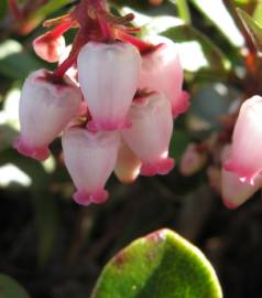 Fotografia da espécie Arctostaphylos uva-ursi