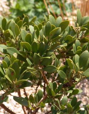 Fotografia 10 da espécie Arctostaphylos uva-ursi no Jardim Botânico UTAD