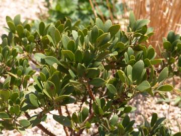 Fotografia da espécie Arctostaphylos uva-ursi