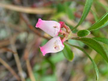 Fotografia da espécie Arctostaphylos uva-ursi