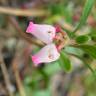 Fotografia 11 da espécie Arctostaphylos uva-ursi do Jardim Botânico UTAD