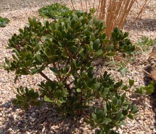 Fotografia da espécie Arctostaphylos uva-ursi