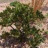 Fotografia 12 da espécie Arctostaphylos uva-ursi do Jardim Botânico UTAD