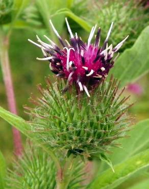 Fotografia 5 da espécie Arctium minus no Jardim Botânico UTAD