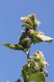 Fotografia da espécie Arctium minus