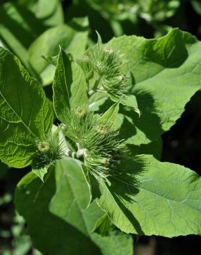 Fotografia 7 da espécie Arctium minus no Jardim Botânico UTAD