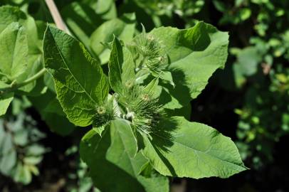 Fotografia da espécie Arctium minus