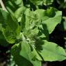 Fotografia 7 da espécie Arctium minus do Jardim Botânico UTAD