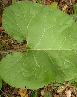 Fotografia 8 da espécie Arctium minus no Jardim Botânico UTAD