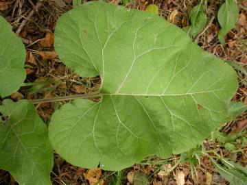 Fotografia da espécie Arctium minus