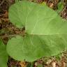 Fotografia 8 da espécie Arctium minus do Jardim Botânico UTAD