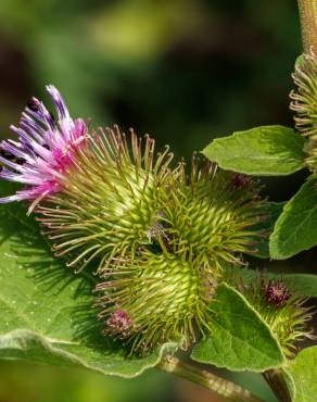 Fotografia 9 da espécie Arctium minus no Jardim Botânico UTAD