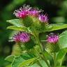 Fotografia 10 da espécie Arctium minus do Jardim Botânico UTAD