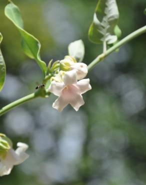 Fotografia 6 da espécie Araujia sericifera no Jardim Botânico UTAD